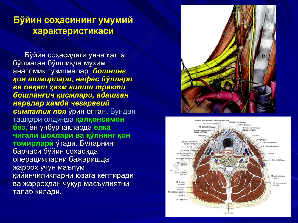 bo'yin sohasining klinik anato-miyasi - Page 5
