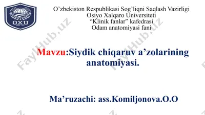 siydik chiqaruv a’zolarining anatomiyasi — PPTX