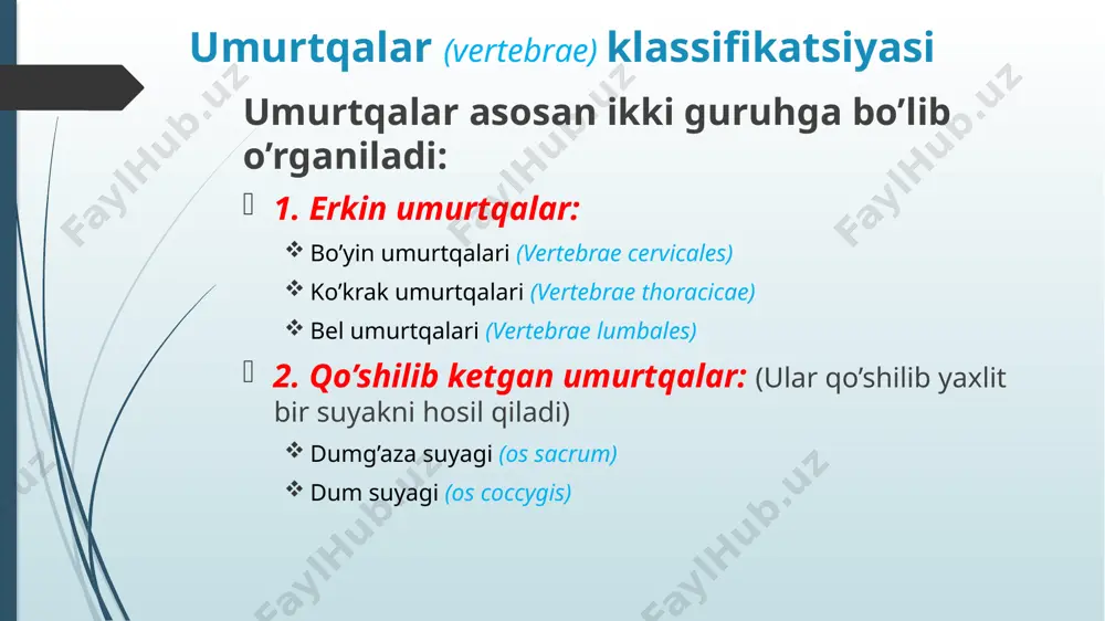 sh uchun yuza (facies articularis superior et inferior) hosil qiladi yuqoridagi umurtqaning bo’g’im o’sig’i va pastki umurtqaning yuqorigi o’sig’i birlashishidan ular oralig’ida umurtqalararo teshik (foramen intervertebrale) hosil bo’ladi. bu yerdan orqa miya nervlari chiqadi. processus articularis superior et inferior facies articularis superior incisura superior et inferior incisura inferior incisura superior foramen intervertebrale umurtqalarning tanaga nisbatan oriyentatsiyasi oldinga - umurtqa tanasi orqaga - umurtqaning o’tkir o’sig’i yuqoriga - incisura superior pastga - incisura inferior umurtqalarning xususiy anatomik tuzilishlari: bo’yin umurtqalari (vertebrae cervicales) barcha bo’yin umurtqalariga xos xususiyat – ularning ko’ndalang o’siqlarida teshiklar (foramen transversarium) ning bo’lishi. bu teshiklar ustma-ust joylashib arteria vertebralis uchun yo’lak tayyorlab berishadi bo’yin umurtqalari boshqa umurtqalardan farq qilibgina qolmay, ular o’zaro bir-biridan ham farq qiladi. shu sabab ularni ikki guruhga ajratib o’rganishimiz mumkin: tipik bo’yin umurtqalari (c3-7) atipik bo’yin umurtqalari (c1-2) barcha tipik bo’yin umurtqalari uchun xos xususiyatlar: tanasi (corpus) birmuncha kichik va o’tirg’ichsimon shaklda foramen vertebrae …