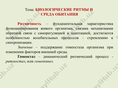 биологические ритмы и — PPTX
