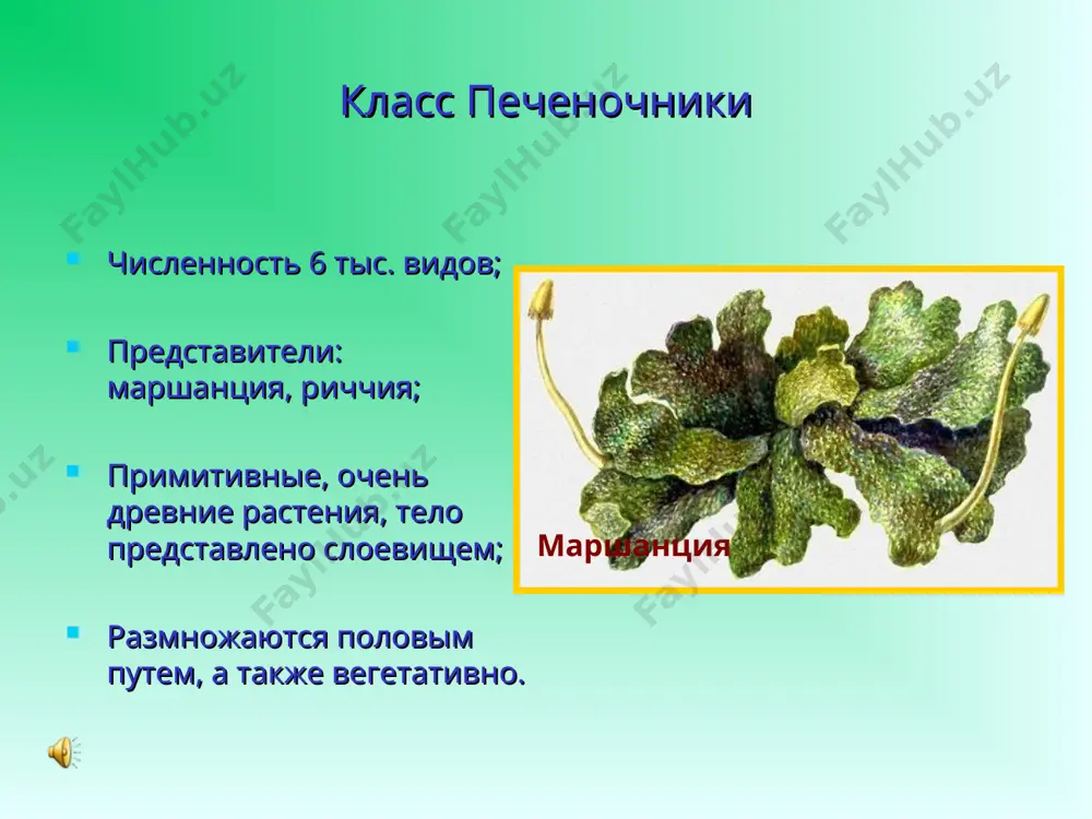 отдел моховидные, особенности строения и жизнедеятельности - Page 5
