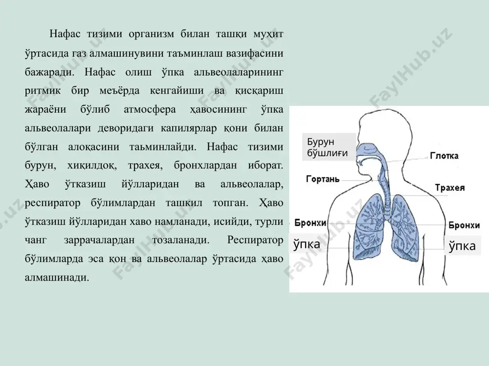 олганда организмни ҳимоя реакцияси сифатида юзага келади. сўраб - суриштириш йўтал ҳосил бўлишини рефлектор механизми. рецептор зоналар: ҳалқум трахея йирик бронхлар, плевра бошқа органлар. йўтал турлари, йўтални ритми, тембр, характери, давомийлиги, таранглиги, пайдо бўлиш шаротига қараб фарқланади: қисқа-қисқа йўтал – ларингит трахеобронхитларда кузатилади. хуружсимон йўтал - ёт жисм кириб қолганда, кўкйўталда, бронхиал астмада, ўпкада каверналар бўлганда, бронхиал лимфа тугунлар катталашганда кузатилади. тембрига кўра йўтал: оҳиста ва қисқа йўтал (оғриқ ифодаси билан) – қуруқ плеврит, зотилжамни бошланиш даврида кузатилади. ит вовуллаганига ўхшаш йўтал – овоз пайлари шишганда, трахеяни ўсма билан қисилганида, ёки истерик* ҳолатларда намоён бўлади. сўраб суриштириш овозсиз йўтал (овоз пайлари дармонсизликда* ярали ўзгарганда. бўғиқ йўтал- овоз пайлари яллиғланганда. характерига кўра: қуруқ йўтал (балғамсиз) намли йўтал (балғамли) пайдо бўлиш вақтига қараб: эрталабки йўтал (юқори нафас йўлларини яллиғланиши) кечки йўтал (бронхит, зотилжам) тунги йўтал (тунда n.vagus тонуси ошиши билан боғлиқ). ўпка сили, бронхопульмонал лимфа тугунларни катталашишида кузатилади. сўраб суриштириш сўраб суриштириш …
