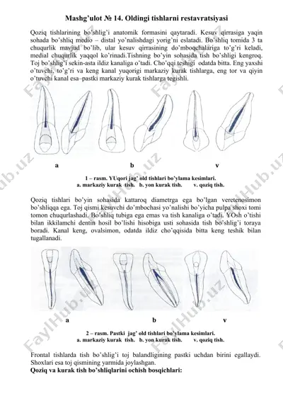 qoziq tishlarining restavratsiyasi — DOCX