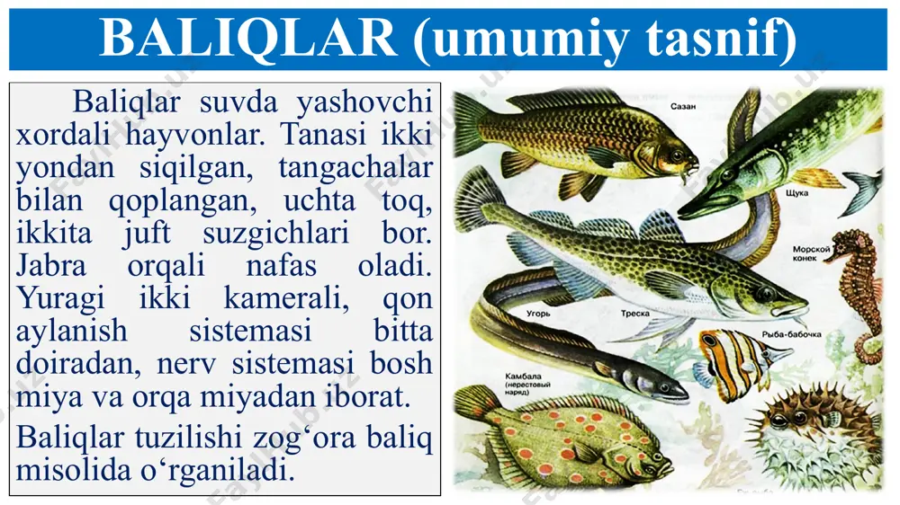 shmaganligi bilan boshqa umurtqalilardan farq qiladi. bosh skeleti miya qutisi, jag‘lar, jabra ravoqlari va jabra qopqoqlari suyaklaridan iborat. skelet muskullar uchun tayanch, ichki organlarni himoya qilish vazifasini bajaradi. muskullari baliq terisi ostida joylashgan bo‘lib, suyaklarga birikkan. muskullarning qisqarishi va bo‘shashishi tufayli baliq tanasini egib harakatlanadi. baliqlar gavdasining orqa tomonida va dumida joylashgan muskullar kuchli rivojlangan. suzgich pufagi suzgich pufagi qorin bo‘shlig‘ida ichagining ustida joylashgan. pufak o‘rtasidan tortilib ikkiga bo‘lingan, gaz bilan to‘lgan kumushrang xaltachadan iborat. suzgich pufagi ichak bilan ingichka naycha orqali tutashgan bo‘ladi. tuxumdan chiqqandan 2–3 kun o‘tgach, lichinka suv yuzasiga ko‘tarilib, atmosfera havosi bilan suzgich pufagini to‘ldirib oladi. suzgich pufagi suzgich pufagi pufak yuzasi kapillyar qon tomirlari bilan qoplangan. suzgich pufagining kengayishi qondan ajralib chiqadigan gazlarning pufakni to‘ldirishi bilan bog‘liq. pufak gazga to‘lganida baliq yuqoriga ko‘tariladi. gazlar pufakdan ingichka nay bilan ichakka, undan jabra yoriqlari orqali suvga chiqqanida pufak puchayadi. tanasi birmuncha og‘irlashgan baliq suv tubiga tushadi. suzgich …