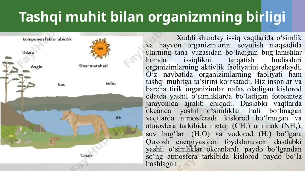 rning ta’siri nazarda tutiladi. 3. antropogen omillar - bu inson faoliyati bilan bog‘liq bo‘lgan omillar, ya’ni odamlarning o‘simlik va hayvon turlari yoki ular guruhlarining tuzilishiga ko‘rsatgan ta’siridir. muhit omillarining tirik organizmlarga ta’siri tirik organizmlarga juda ko‘p omillar ta’sir ko‘rsatadi. ana shu omillarning ayrim organizmlarga ko‘rsatgan ta’siri natijasi esa xilma - xildir. omilning organizm hayoti uchun eng qulay darajasi - optimal daraja deyiladi. har qanday ekologik omillarning eng yuqori darajasi maksimum va eng qo‘yi darajasi minimum bo‘ladi (1-rasm). tabiiyki har bir tirik organizm uchun u yoki bu ekologik omilning o‘z maksimumi, minimumi va optimumi bo‘ladi. chunonchi, uy pashshasi 7°c dan 50°c gacha yashashi mumkin. ular uchun yashashning optimum darajasi 36-40°c ni tashkil etadi. muhit omillarining tirik organizmlarga ta’siri muhit omillarining tirik organizmlarga ta’siri shuni ham ta’kidlash zarurki, ekologik omillar organizmlarga kompleks ta’sir etgandagina ular yuqori natija beradi. bu omillarning birortasi o‘z vaqtida bo‘lmasa yoki yetishmasa organizmlarning normal o‘sishi va rivojlanishi tugal …