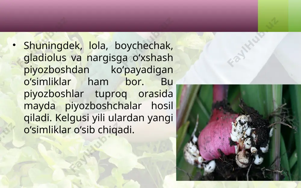 yovvoyi o‘simliklarning vegetativ ko‘payishi. 5 - sinf - Page 4