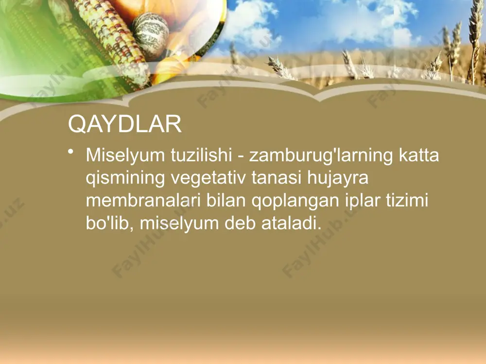 rlash eng qadimgi texnologiyalardan biridir. achitqilar spirtli fermentatsiyani amalga oshiradi, bu nonning ta'mi va aromatik xususiyatlarini belgilaydi. xamirda karbonat angidrid pufakchalari hosil bo'lib, uning "ko'tarilishi" va pishirishdan keyin nonga shimgichli tuzilish va yumshoqlik beradi. xuddi shunday ta'sir xamirga soda va kislota (odatda limon kislotasi) qo'shilishi natijasida yuzaga keladi, ammo bu holda nonning ta'mi va aromati achitqilar yordamida tayyorlanganidan past bo'ladi. vinochilik achitqilar uzum mevalari yuzasida tabiiy ravishda mavjud bo'lib, ko'pincha rezavorlar ustida engil qoplama sifatida ko'rinadi. "haqiqiy" vino achitqilari tabiatda 1000 ta uzum rezavoridan faqat 1 tasida topilgan faqat bitta tur hisoblanadi. biroq, bu achitqilar irqi boshqalarga qaraganda etanol ta'siriga sezilarli darajada chidamli. bu ko'p hollarda u raqobatda g'olib chiqadi va sharob fermentatsiyasi jarayonida boshqa turlarni bostiradi. achitqilar izlari bo'lgan uzum vinochilik yig'ilgan uzum 10-25% shakar qo'shilgan sharbat (shart, uzum musti) olish uchun presslanadi. oq sharoblarni olish uchun undan urug'lar va qobig'i (pulpa) aralashmasi ajratiladi, u qizil sharob uchun kerak …