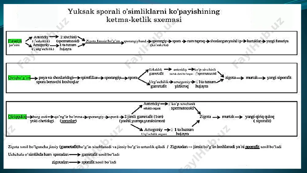 o`simliklarning generativ organlari filogenezi - Page 4