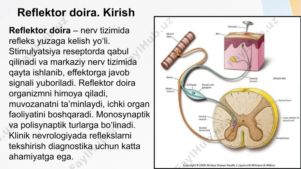 arab farq qiladi. klinika diagnostikasida ularni baholash muhimdir. refleks patologiyasi – umumiy reflektor doiraning har qanday bo‘g‘ini shikastlansa, refleksda o‘zgarishlar kuzatiladi. lmn (pastki motor neyron) zararlanganda reflekslar pasayadi yoki yo‘qoladi. umn (yuqori motor neyron) zararlanganda reflekslar kuchayadi, spastiklik va klonus paydo bo‘ladi. mushak atrofiyasi va tonusdagi o‘zgarishlar diagnostik belgilar bilan birga baholanadi. nevrologiyada refleks patologiyasi leziyaning joylashuvini aniqlashda muhimdir. gipo- va arefleksiya giporefleksiya – refleksning pasayishi, arefleksiya – refleksning butunlay yo‘qligi. bunday holatlar odatda periferik nerv shikastlarida, polineyropatiya, radikulopatiya, shuningdek, oldingi shox hujayralari zararlanganda kuzatiladi. masalan, diabetik neyropatiya yoki guillain-barré sindromida reflekslar sekinlashadi yoki yo‘qoladi. lmn patologiyasida mushak tonusi pasayadi va mushaklar atrofiyasi kuzatiladi. giperrefleksiya va klonus giperrefleksiya – reflekslarning kuchayishi, odatda umn shikastida uchraydi. kortikospinal trakt zararlanganda inhibitor nazorat yo‘qoladi, natijada reflekslar ortiqcha faol bo‘ladi. klonus – mushaklarning ritmik, qayta-qayta qisqarishi, kuchli giperrefleksiya belgisi hisoblanadi. masalan, insult, multiple skleroz yoki travmatik orqa miya shikastlanishida kuzatiladi. bu belgilar yuqori motor …