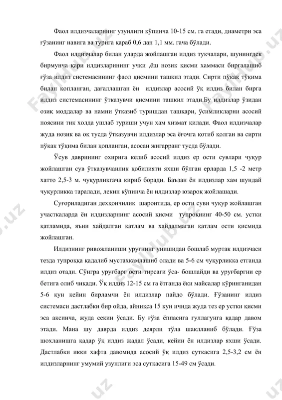йин ён илдизлар яхши ўсади. дастлабки икки хафта давомида асосий ўқ илдиз суткасига 2,5-3,2 см ён илдизларнинг умумий узунлиги эса суткасига 15-49 см ўсади. илдиз системасидаги регенерация ходисаси ва унинг ахамяти. ғўзанинг илдиз системаси ўзининг қуриган қисмини қайта тиклаш хусусияти ғўза илдизининг регенерацияси дейилади масалан:биринчи суғориш билан иккинчи суғориш орасидаги даврда тупроқнинг қуриб қолган устки қатламидаги фаол илдизчалар улардаги илдиз тукчалари билан биргаликда қуриб нобуд бўлади. лекин экин суғорилиши биланоқ қуриган илдизлар ўрнида янгилари пайдо бўлади. илдизнинг қайта тикланиши хусусияти экин қатор ораларини ишлаш вақтида кетмон ёки қультивация ёрдамида ён илдизлар кесилиб кетганида намоён бўлади. илдиз кесилган ёки эзилганда зарарланган жойидаги тўқима бўртиб битади ва шу бўртмалар четидан тутам шаклида бир қанча янги илдизчалар чиқади. ғўзанинг ёш даврида илдизнинг қайта тикланиши хусусияти бир мунча етук ғўзаларга қараганда анча яхши ўтади, бунда тупроқнинг 6-8 см. чуқурликдаги қатламда ундан хам чуқурроқ қатламидагига қараганда бу жараён эртароқ бошланади.масалан: 5-8 см. чуқурликда кесилган ён …