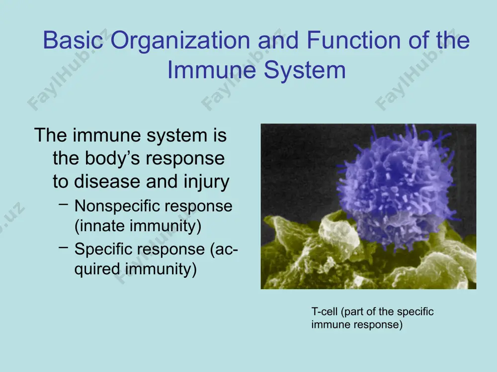 ond? cell response b cells: recognize antigens, proliferate and produce specific antibodies. differentiate into plasma cells- to produce more antibodies differentiate into memory cells- keep antibodies in supply for activation from second encounter by same antigen b cells recognize antigens, differentiate into plasma cells- produce more antibodies differentiate into memory cells- keep some for later proliferate, and produce specific antibodies. cell response t cells: recognize and destroy tagged antigens and proliferate cytotoxic t cells bind to antigen on plasma membrane of target cells and directly destroy the cells helper t cells activate b cells, cytotoxic t cells, natural killer cells and macrophages remaining cells can respond to secondary exposure cytotoxic t cell binds to antigen on plasma membrane of target cells and directly destroy the cells helper t cells activate b cells, cytotoxic t cells, natural killer cells and macrophages why do stem cell transplants fail? immune issues impact stem …