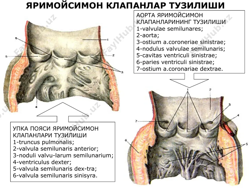 юрак анатомияси - Page 5