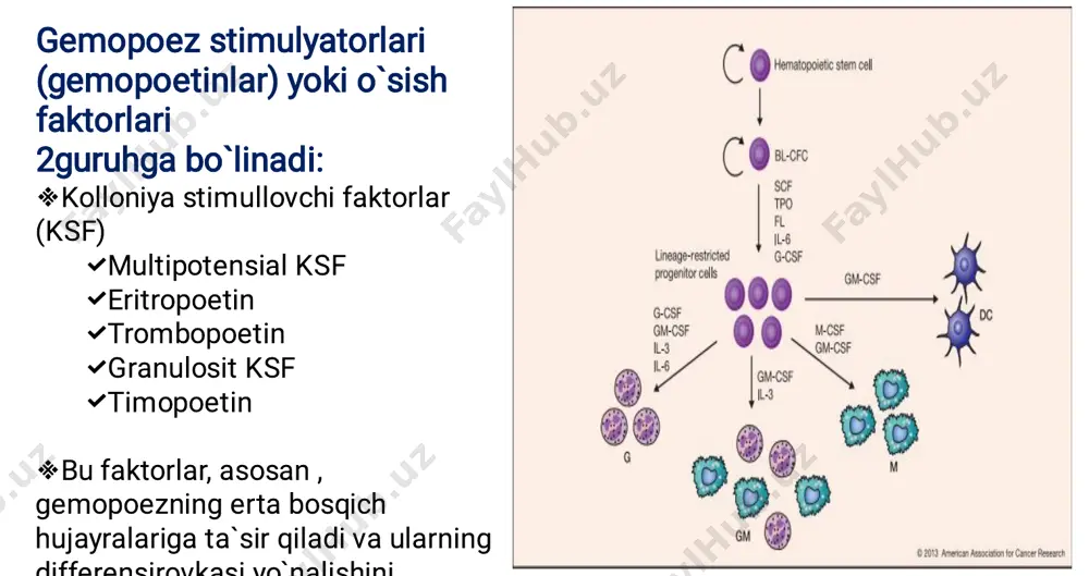 oshadi yetilgan hujayralar mag`iz moddaga, u yerdan postkapillar venulaga o`tib, periferik limfoid organlarga boradi timusda t-hujayralar yetilishi uchun o`rtacha 20 kun vaqt ketadi    1. 2. 3. stromal hujayralar retikuloepitelial hujayralardan iborat t-limfotsitlar musbat seleksiyasida inspektor hisoblanadi 3ta turi bor: tayanch hujayralar sekretor hujayralar enaga hujayralar      1.tayanch hujayralar miya qismi karkasini hosil qiladi, ular tomirlarni o`raydi va gematotimus barerni shakllantiradi 2.sekretor hujayralar timozin va timopoetin sintezlaydi timus va periferik limfoid organlarda t- hujayra proliferatsiyani stimullaydi 3.enaga hujayralar trofik funksiya bajaradi o`z sitoplazmasidagi invaginatsiyalarda –ta t-limfotsitlar rivojlanadi  1. 2. 3.  makrofag qatori hujayralar 3 ko`rinishda uchraydi tipik makrofaglar dendritik hujayralar – o`simtasimon shakldaligi tufayli interdigitatsiyalovchi hujayralar – barmoqsimon o`simtalarga ega dendritik va interdigitatsiyalovchi hujayralar t-hujayralarining manfiy seleksiyasi ingibitorlari hisoblanadi         gematotimus baryer baryer tarkibi: endoteliy va bm perivaskulyar bo`shliq yassi shakldagi tayanch hujayralar va uning …