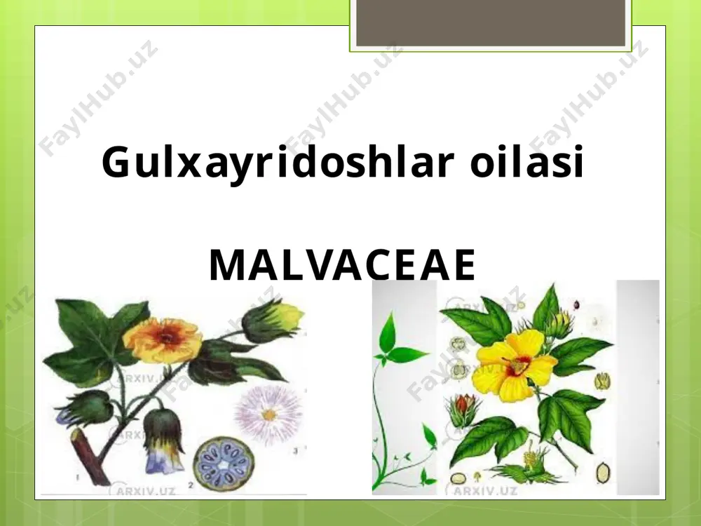 klar oilasi. asosan, bir yillik yoki koʻp , yillik oʻtlardan iborat. ( ca5co5a5g(2) tropik va subtropik mamlakatlarda oʻsadigan ayrim turlari buta. poyasi, asosan, tik usadi. kupchiligining barglari murakkab, turli darajada qirqilgan. gullari mayda, oq, koʻkishsariq yoki och qizil rangli, koʻpincha murakkab soyabonsimon toʻpgullarga yigʻilgan. asosan, yer yuzining quruq mintaqalarida tarqalgan. 300 ga yaqin turkumi, 3000 dan ortiqturi bor oʻzbekistonda 69 turkumi va 198 turi usadi. z.ning ayrim turlari (mas, zira, kashnich, sabzi, sumbul, shivit, kovrak, arpabodiyon, alkor va b.) tarkibida (koʻpincha, meva va barglarida) hilmaxil efir moylari boʻlganligi uchun ulardan qadimdan foydalanib kelinadi. 3. tibbiyot, parfyumeriya va oziqovqat sanoatida ishlatiladi. baʼzi turlari (mas, sassiqalaf) zaharli, baʼzilari ekinlar orasida begona oʻt sifatida usadi termiz agrotexnologiyalar va inavatsiyon rivojlanish insituti meva-sabzavodchilik fakulteti 126-guruh talabasi jo’raboyeva sabina ning tayorlagan taqdimoti @ o k 1 a n karamdoshlar oilasi – brassicaceae karam gulining formulasi ( ca2q2co4a2q4 g (2) quyidagi kеltirilgan o’simliklarning lotin va o’zbеk …