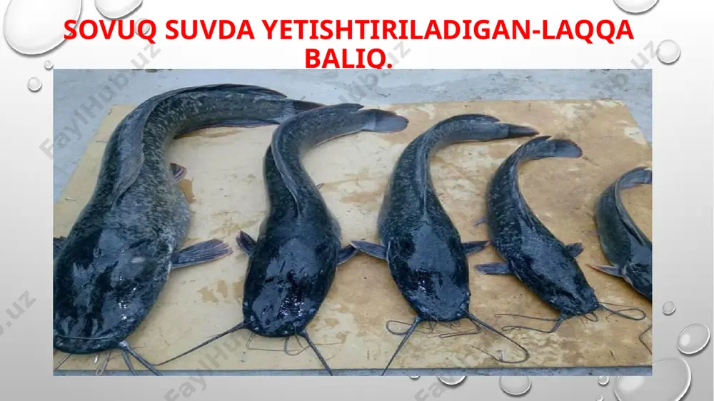 i suv havzalariga oq amur, xumbosh, ilonbosh kabi baliqlar olib kelib, iqlimlashtirilgan. õzbekiston sharoitida baliqlarni iqlimlashtirish hozirgi kunning dolzarb vazifalaridan biridir. chunki baliqlar katta iqtisodiy ahamiyatga ega bõlib, baliq gõshti tarkibida oqsil miqdori boshqa hayvonlar gõshtiga nisbatan yuqoriroqdir. baliq gõshtida xolesterin ham deyarli bõlmaydi. baliq gôshti xushta’m taom hisoblanadi. ayniqsa, osetrsimonlar va losossimonlar gõshti qadrlanadi. osyotr baliği va gõshti. baliqchilik sanoatida baliqlarning ikrasi ham alohida ahamiyatga ega hisoblanadi. baliq ikrasi juda mazzali va tez hazm bõladi. jahon bõyicha har yili 50 mln tonnage yaqin baliq ovlanadi. image3.png image4.jpeg image5.jpeg image6.tmp image7.jpeg image8.jpeg image9.jpeg image10.jpeg image11.jpeg image12.jpeg image13.jpeg image1.png /docprops/thumbnail.jpeg