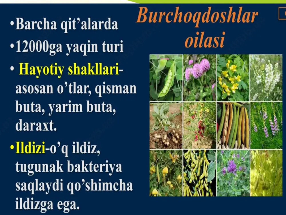 "burchoqdoshlar, ituzumdoshlar va tokdoshlar" - Page 2