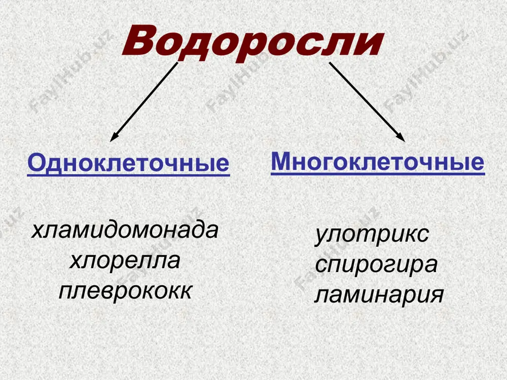 водоросли - Page 3