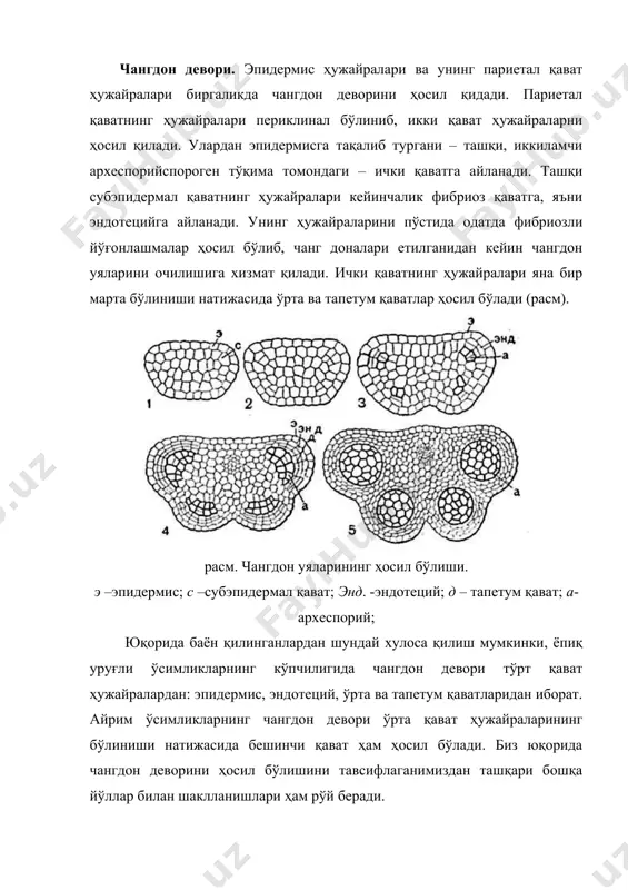 нг ҳосиласи ҳисобланади. 3. apiaceae оиласига мансуб ўсимликларда париетал қаватни табақалашуви марказга интилиш – центростремил йўналишида бўлиб, тапетум-париетал қаватнинг ҳосиласи ҳисобланади. 4. ericaceae оиласига мансуб ўсимликларда париетал қаватни ривожланиши марказга интилиш – центростремил йўналишида бўлиб, тапетум – иккиламчи археспорийнинг ҳосиласи ҳисобланади. тапетум. тапетум чангдон деворида археспорийга тақалиб турадиган ҳужайраларларнинг ички қавати ҳисобланиб, унинг ҳужайралари ўзаро плазмодесмалар орқали боғланган. унинг ҳужайралари ривожланишнинг дастлабки даврида қуюқ цитоплазмали ва бир ядроли бўлади. кейинчалик тапетум ҳужайраларида ядронинг бўлиниши рўй бериб, одатда цитокинез амалга ошмайди. натижада унинг ҳужайралари икки ёки кўп ядроли ҳужайрага айланади. кўп ядроли ҳужайраларда алоҳида ядроларнинг қўшилиши натижасида полиплоид ядроларни ҳосил бўлиши рўй беради. тапетум қавати ҳужайралари чанг доналарини озиқланишида ва шаклланишида катта аҳамиятга эга. чанг доналари бу қаватдаги озиқ моддалар билан озиқланганлиги туфайли тапетум ҳужайралари парчаланиб йўқола бошлайди. тапетум ҳужайраларини парчаланиш жараёни асосан икки типда: а) амёбоид ёки периплазмодий; б) безли ёки секретор равишда рўй беради. тапетум ҳужайраларини амёбоид тип парчаланишида …