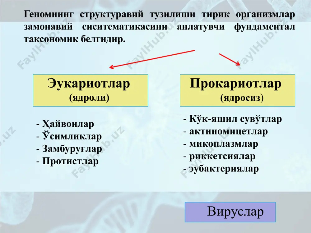 лар днк миқдорининг ўзгарувчанлиги c-парадокси дейилади. кодловчи кетма-кетликлар миқдори - генлар, шунингдек, яқин турларда сезиларли даражада фарқланади ва фенотипнинг мураккаблиги билан боғлиқ эмас. бу эса g-парадоксини келтириб чиқаради организмлар геномнинг ўртача катталиги кичик вируслар 1.0х104 микоплазмалар 1,6х106 бактериялар 2.0х106 замбуруғлар 4,7х107 ҳашаротлар 2.3х109 молюскалар 1,6х109 балиқ 1.4х109 думсиз амфибиялар 2,7х109 каудат 3.6х1010 рептилиялар 1,5х109 қушлар 1.2х109 сутемизувчилар 2.6х109 одам 3.0х109 очиқ уруғли ўсимликлар 1.6х1010 ёпиқ уруғли ўсимликлар 2.7х1010 лилия lilium longiflorum 1.8х1011 днк “ортиқчалиги“ минуслари: - днк синтези вақтининг ортиши; - днк жуфтланишининг қийинлашиши; - юқори энергия интенсивлиги - днк занжирига киритиш учун 1та нуклеотидга~60 молекула атф сарфланади. номаълум оқибатлари: - ядро ўлчамининг днк миқдорига боғлиқлиги туфайли ҳужайра ўлчамининг катталашиши содир бўлади. днк “ортиқчалиги“ плюслари: - организмни юқори эволюцион даражага кўтариш имконини берувчи мураккаб регулятор аппаратини яратиш имконияти мавжуд. эукариот организмлар геномларининг ортиқчалиги геномлар ортиқчалигининг сабаблари генлар ўлчамларининг катталиги (интронлар мавжудлиги сабабли). такрорий кетма-кетликларнинг мавжудлиги. генлар ҳам, кодланмайдиган ҳудудлар ҳам …