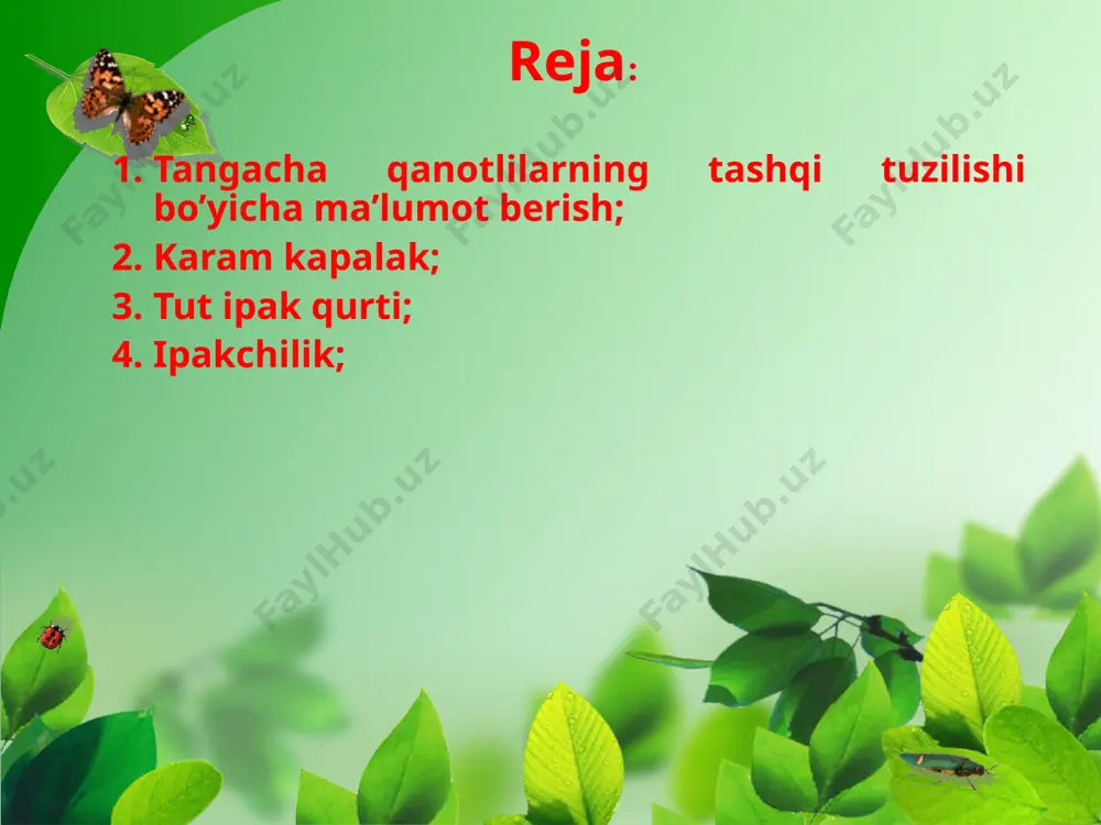tangacha qanotlilar - Page 3