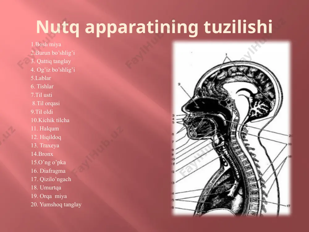 nutqning anatomik-fiziologik mexanizmlari - Page 5