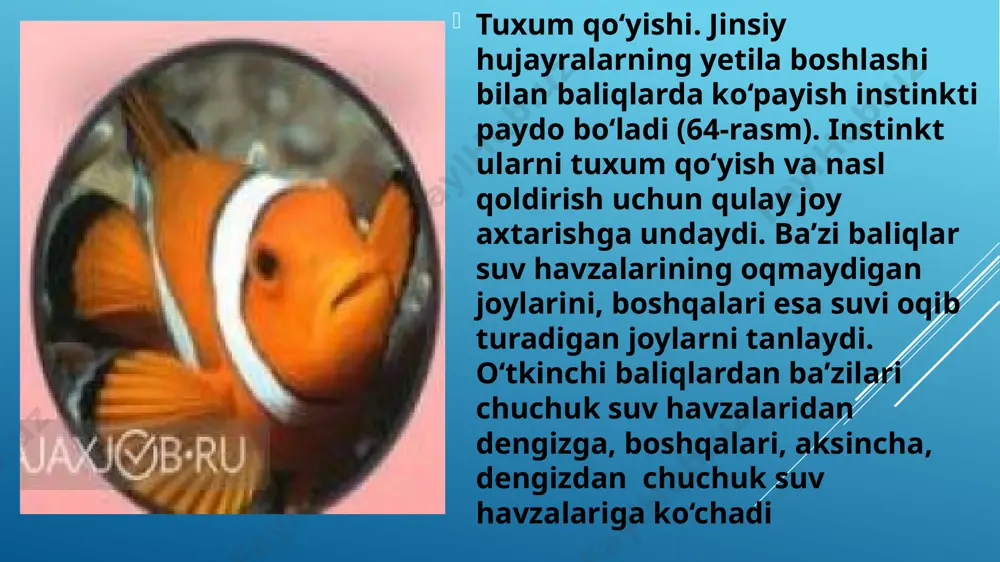 baliqlarning ko’payishi va rivojlanishi - Page 4