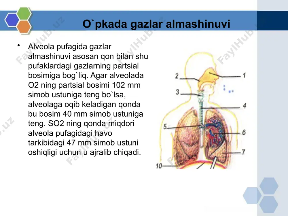 arlarining peshona bo’laklarini ta’sirlash nafas xarakatlarining o’zgarishiga sabab bo’ladi. sportchida start oldidan, o’quvchining ekzamen oldidan, ishchini mexnat jarayoni boshlanishi oldidan nafasini tezlashishi ham shartli refleksdir. image2.jpeg image3.gif image4.jpeg image5.jpeg image6.jpeg image1.jpeg