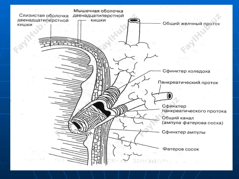 и эндобилиар амалиётлар рэд ва конкрементни ингичка ичак бўшлиғига тушириш ўт йўллар стриктуралар сабаблари ва клиник белгилари механик сариқлик ўткир холангит ўт йўллари оқмалари ўт йўллари ўтказувчанлигини жарроҳлик йўли билан тиклаш билиодигестив анастомозлар ўт йўллари стриктураларида тери жигар эндобилиар амалиётларни қўлланилиши image1.jpeg image2.jpeg image3.jpeg image4.jpeg image5.jpeg image6.jpeg image7.jpeg image8.jpeg image9.jpeg image10.jpeg image11.jpeg image12.jpeg image13.jpeg image14.jpeg image15.jpeg image16.jpeg image17.gif image18.jpeg image19.jpeg image20.jpeg image21.jpeg image22.jpeg image23.jpeg image24.jpeg image25.jpeg image26.png image27.png image28.png image29.png image30.jpeg image31.jpeg image32.jpeg image33.jpeg image34.jpeg image35.jpeg image36.jpeg image37.png image38.png image39.png image40.png image41.jpeg image42.jpeg