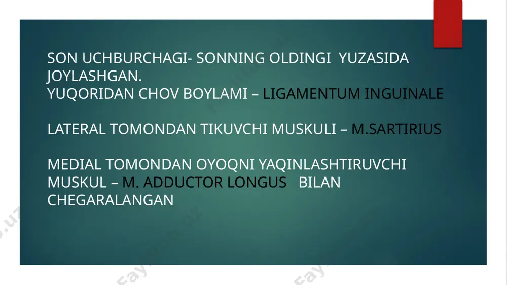 lar medial,lateral,va orqa muskulararo to’siqni hosil qiladi 4 - son arteriyasi 5 - tikuvchi muskul 6 - sonning serbar muskuli 7 - son venasi 8 – tikuvchi muskuli g’ilofi 15 – teri osti nervi kesilgan jarohatda lateral tomonida a. femoralis, medial tomonda – v.femoralis , ular o’rtasida esa yaxshi rivijlangan fassiya to’siqchasi ko’rinadi. ikkita yopiq anatomik pinsetlar bilan arteriya atrof to’qimalaridan ajratiladi. vena tomonidan arteriya ostidan deyshan ignasi bilan ikkita ipak ligature o’tkaziladi. arteriya bog’lanadi va ikkala ligatura orasida kesib qo’yiladi. jarohat qavatma qavat tikiladi. son arteriyasi bog’langandan keyin kollateral qon aylanishi a. obturatoria, a.circumflexa medialis et lateralis va a. pudenta interna, a.pudenda externa, a.glutea inferior orasidagi anastomozlar orqali tiklanadi. e’tiboringiz uchun rahmat. image1.jpeg image2.png image3.png image4.png /docprops/thumbnail.jpeg