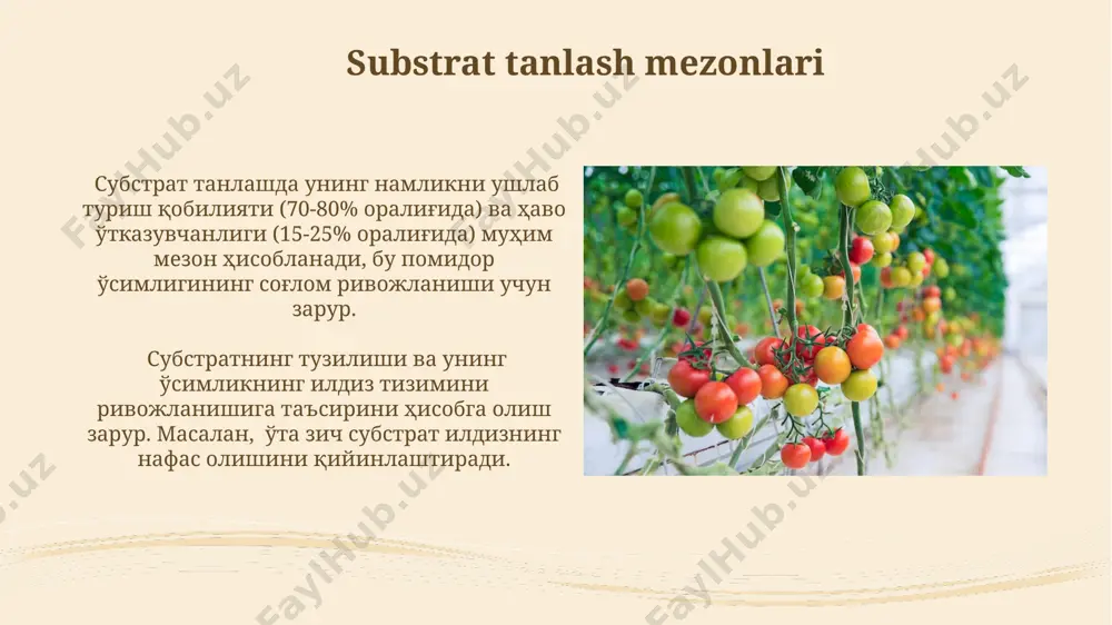 zuqa eritmalarining tarkibi pomidorning oʻsish bosqichiga qarab oʻzgarib turadi, masalan, vegetativ bosqichda azotga, gullaydigan va meva berish bosqichlarida esa fosfor va kaliyga boʻlgan talab yuqori boʻladi. substratsiz yetishtirish usullari suvli madaniyatda (deep water culture) pomidorlarni oʻstirishda ph darajasi 5.5-6.5 oraligʻida saqlanishi, oʻsimliklarning oʻsishi va rivojlanishi uchun optimal sharoit yaratadi, hosildorlikni 15-20% ga oshiradi. aeropoika usulida ildizlar havoda, maxsus püskürtülgan ozuqaviy eritma bilan ta’minlanadi; bu usul 25% kam suv sarfini ta’minlaydi va kasalliklarning tarqalishi xavfini kamaytiradi. substrat turlari va ularning xususiyatlari gidroponika tizimlarida ishlatiladigan substratlar, masalan, kokos tolasi, vermikulit va perlit, suvni yaxshi ushlab turuvchi va havo o'tkazuvchanligi yuqori bo'lgan tuzilishga ega, bu esa o'simliklarning ildiz tizimining optimal rivojlanishiga yordam beradi. mineral jun substratlari, turli zichlikdagi (masalan, 50-100 kg/m³) matlardan iborat bo'lib, o'simliklarning tez o'sishi uchun optimal sharoit yaratadi va ozuqa moddalarini samarali yetkazib beradi. e'tiboringiz uchun rahmat @taqdimot_robot image2.jpg image3.jpg image4.jpg image5.jpg image6.jpg image7.jpg image8.jpg image9.jpg image10.jpg image11.jpg image12.jpg image13.jpg …