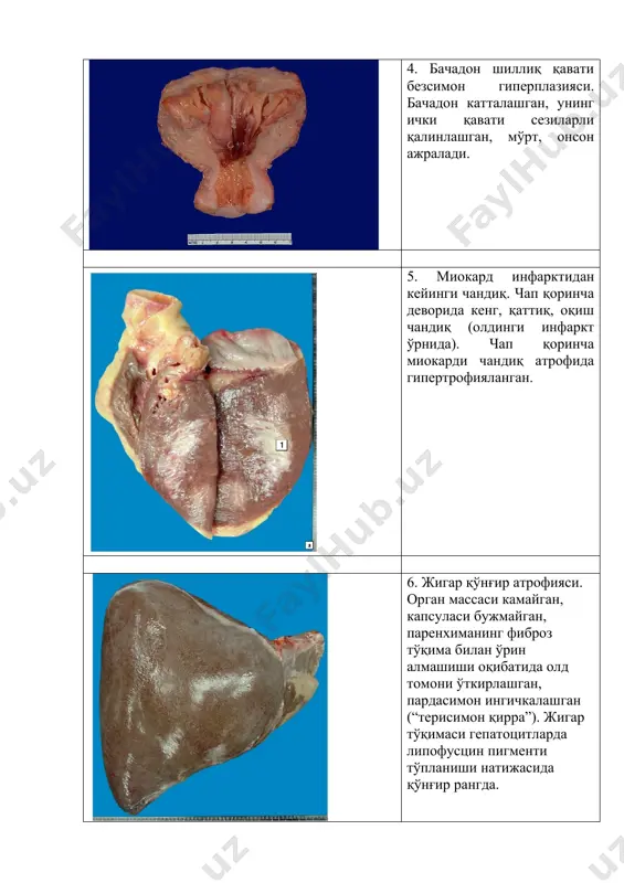 микропрепаратлар - Page 4