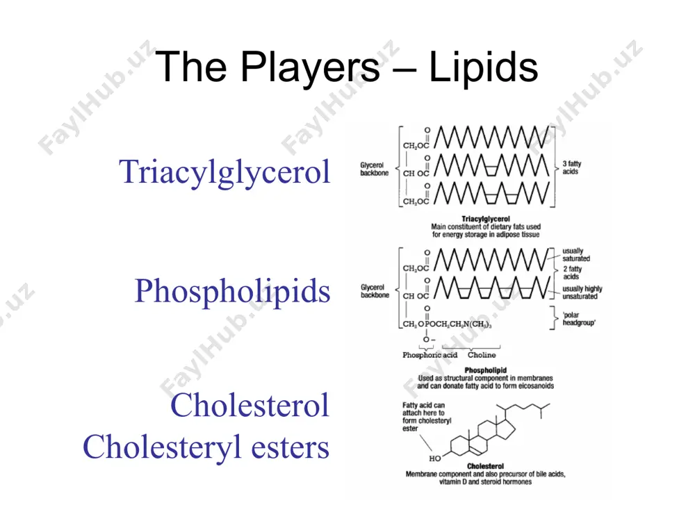 rol (7%) protein (45%) hydrophobic core triglyceride (5%) cholesteryl esters (18%) ce rich: hdl cholesterol and atherosclerosis, grundy) 18 smallest of the lipoproteins synthesized by intestine and liver as nascent cholesterol-poor lipoprotein accumulates cholesterol and cholesteryl esters through interactions with peripheral cells and other lipoproteins participates in reverse cholesterol transport, removal of excess cholesterol from peripheral cells and delivery to the liver for metabolism hdl metabolism nascent hdl (lipid-poor apoa-i) is produced by the liver and intestine 19 pathways involved in the generation and conversion of hdl. mature hdl3 and hdl2 are generated from lipid-free apoa-i or lipid-poor pre-ß1-hdl as the precursors. these precursors are produced as nascent hdl by the liver or intestine or are released from lipolysed vldl and chylomicrons or by interconversion of hdl3 and hdl2. abc1-mediated lipid efflux from cells is important for initial lipidation; lcat-mediated esterification of cholesterol generates spherical particles that continue to grow …