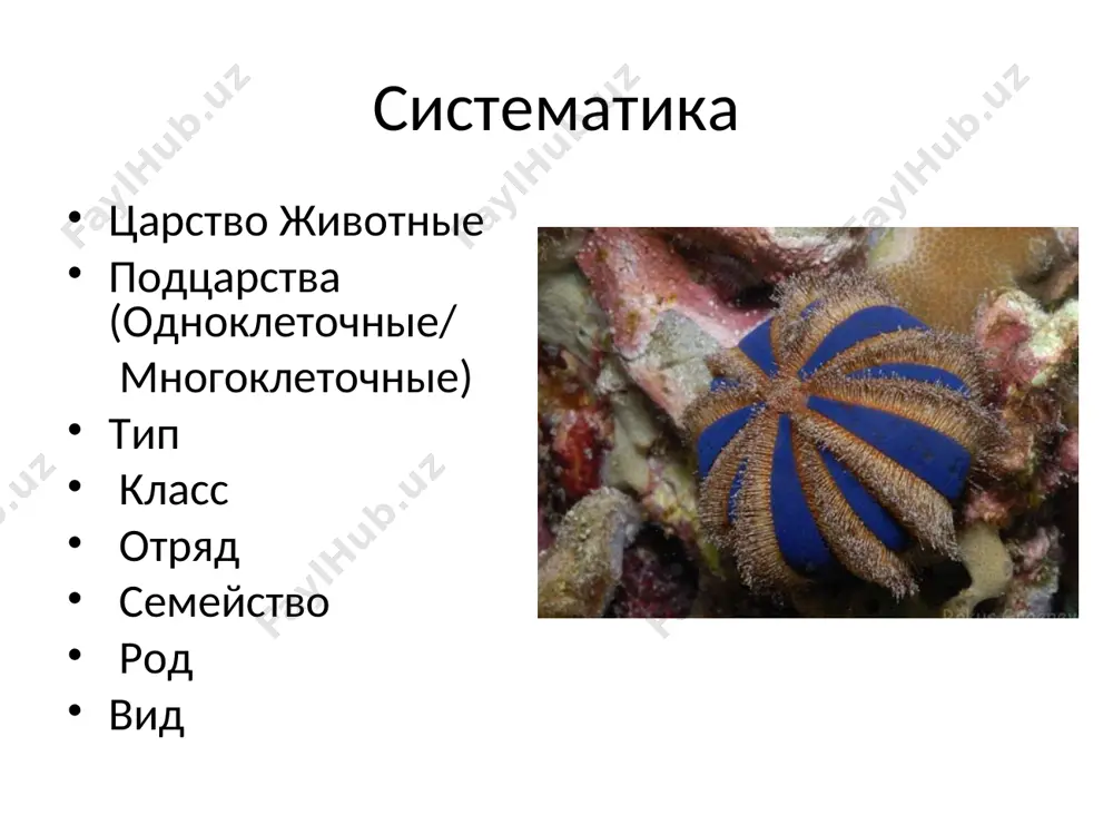 ное простейшее. колония имеет форму шара. каждая клетка по строению похожа на хламидомонаду: 2 жгутика, 1 хроматофор, 2 сократительные вакуоли, между собой клетки соединены цитоплазматическими мостиками. половой процесс: из клеток образуются макрогаметы и микрогаметы, при их слиянии образуется зигота, она опускается внутрь колонии, делится мейозом. морские простейшие фораминиферы и лучевики. у фораминифер есть раковины из карбоната кальция. у лучевиков скелет из кремнезема или сернистокислого стронция. осадки фораминифер преобразовались в мела и мраморы, а лучевики в яшмы и опоки. паразитические жгутиконосцы: трипаносома – возбудитель сонной болезни. природный резервуар – в антилопах, переносчики – мухи цеце. лейшмании - вызывают пендинская язва, л. обитают в кожных язвах. лямблия – паразитирует в желчных протоках и двенадцатиперстной кишке. тип споровики практически все – паразиты. малярийный плазмодий. при укусе малярийного комара в кровь попадают малярийные паразиты. они внедряются в клетки печени, где растут, превращаясь в форму напоминающую многоклеточную амебу, затем паразит многократно делится и в кровь …