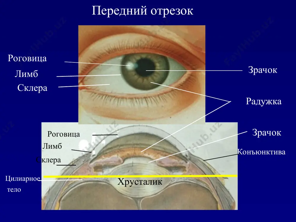 uyushiy sleznaya jeleza. dobavochnie sleznie jelezi kon'yunktivi 2. slezootvodyashiy sleznie tochki (verxnyaya, nijnyaya) sleznie kanaltsi (verxniy, nijniy) slezniy meshok. slezno-nosovoy kanal. sleznie organi sleznaya jeleza sleznaya tochka verxniy slezniy kanalets nijniy slezniy kanalets slezniy meshok slezno-nosovoy kanal veki jelezi: dobavochnie sleznie bokalovidnie kletki meybomievi salnie potovie dobavochnie sleznie jelezi meybomieva jeleza salnaya jeleza potovaya jeleza sleznie organi sleznaya plenka. sloy mutsina. produtsiruyut bokalovidnie kletki. mutsin prevrashaet gidrofobnuyu poverxnost rogovitsi v gidrofilnuyu. vodniy sloy. produtsiruyut dobavochnie sleznie jelezi. pitanie epiteliya. antibakterialnaya funktsiya (lizotsim). udalenie melkix chastits. lipidniy sloy. produtsiruyut meybomievi jelezi. predoxranyaet vodniy sloy ot visixaniya, obespechivaet stabilnost sleznoy plenki . sleznaya plenka lipidniy sloy vodniy sloy mutsinoviy sloy epiteliy rogovitsi sleznie organi sleznaya jidkost sostav: 98.2% h2o. 1.8% tverdix veshestv: belki mineralnie soli mochevina lizotsim sleznaya plenka lipidniy sloy vodniy sloy mutsinoviy sloy epiteliy rogovitsi sleznie organi sleznaya plenka. troynaya funktsiya: zashitnaya (bakteritsidnoe deystvie, udalenie pilevix chastits). opticheskaya ( sglajivaet …