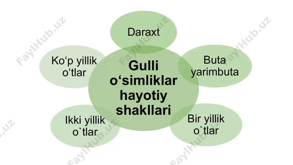 o‘simliklarning hayotiy shakllari - Page 3