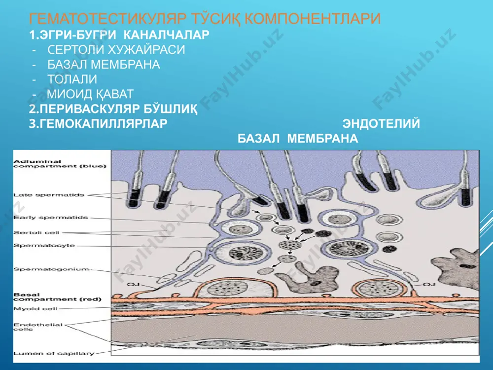 эркаклар жинсий системаси - Page 4