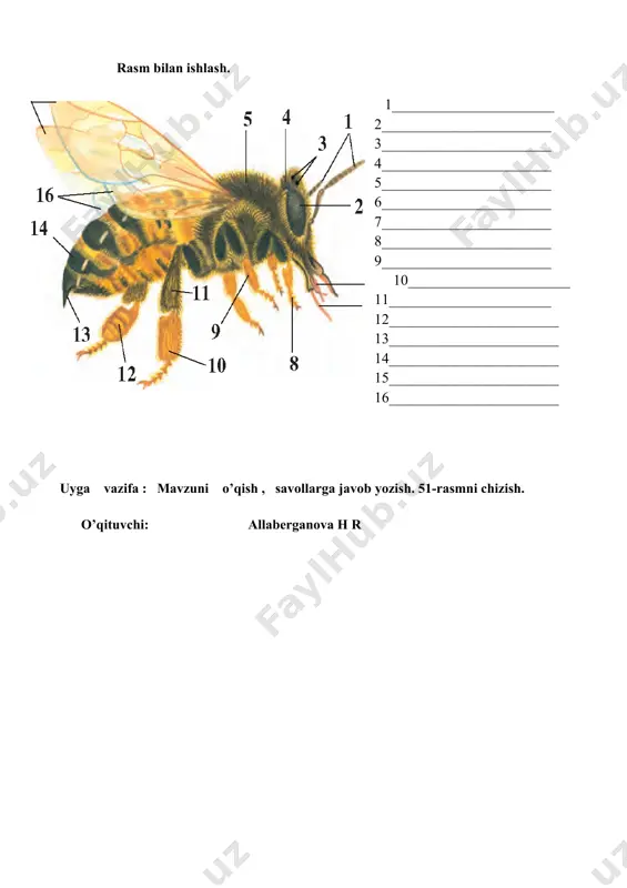 ish , savollarga javob yozish. 51-rasmni chizish. o’qituvchi: allaberganova h r image1.png
