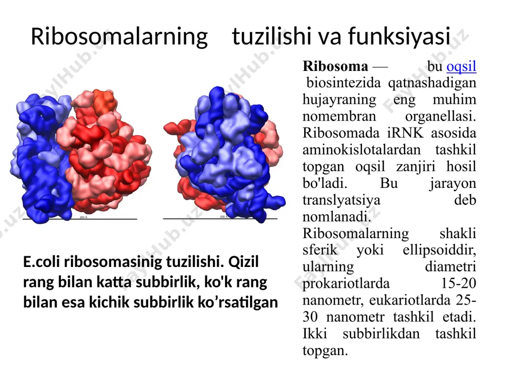 hbu antibiotiklarni qabul qilganda odamlar bakterial kasalliklardan xalos bo'ladi ribosomalar o’lchami. ribosomalar mos ravishda tuzilgan va oqsil sintezi jarayonida mrnkni polipeptid zanjiriga aylantirish uchun bitta vazifasini bajaradigan ikkita subbirlikdan iborat. ular har xil o'lchamdagi ikkita kichik birlikdan tuzilganligi sababli, ular birikma ichidagi diametridan bir oz uzunroqdir. ular prokaryotik hujayralar va eukaryotik hujayralar o'rtasida kattaligi jihatidan farq qiladi. prokaryotik ribosoma 30s (svedberg) va 50s (svedberg) bo'linmalaridan iborat bo'lib, molekulyar og'irligi 2,7 × 106 daltonga teng bo'lgan butun organella uchun 70 ni anglatadi. prokaryotik ribosomalar diametri taxminan 20 nm (200 å) bo'lib, 35% ribosoma oqsillari va 65% rrnkdan iborat. shunga qaramay, eukaryotiklar diametri 25 va 30 nm (250–300 a) orasida. ular 40s (svedberg) va 60s (svedberg) bo'linmalaridan iborat bo'lib, butun organella uchun 80s (svedberg) degan ma'noni anglatadi, bu molekulyar og'irligi 4 × 106 daltonga teng. joylashuvi ribosomalar hayvon, odam va o'simlik hujayrasida joylashgan organellalardir. ular sitozolda joylashgan bo'lib, ba'zilari donador endoplazmatik retikulumning …