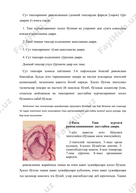 ). эмалнинг шаклланган эмаль аъзосининг кўксига (қадах бўшлиғига) қарама-қарши томондан мезенхима тўқимаси ўсиб кириб, тиш сўрғичини ҳосил қилади. кейинчалик мезенхима тўқимаси шаклланиб, тиш куртаги атрофини ўраб олади ва умумий тиш қопчиғи - фолликулани шакллантиради. ҳосил бўлган тиш фолликуласи ўз ичига эмаль аъзосини ва тиш сўрғичини олади. ривожланишнинг кейинги даврларида эмаль аъзосининг ички цилиндрсимон ҳужайралар қаватидан (амелобластлар) - эмаль, тиш сўрғичининг четида жойлашган ҳужайралардан (одонтобластлар) - дентин, марказий қават ҳужайраларидан - тиш пульпаси шаклланади. (2-расм) 2-расм. тиш қаттиқ тўқималарининг ҳосил бўлиши. 1-энамелобластлар; 2-эмал тўқимаси; 3-милк эпителийси; 4-дентин тўқимаси; 5-одонтобласт ҳужайралари; 6-эмал органи қолдиғи; 7-тиш сўрғичи (пульпаси). эпителиал тиш тасмаси ва куртаклари ҳомила ривожланиши даврида олдин пастки, кейин юқори жағ соҳасида пайдо бўлади. олдинги тишлар куртаги пастки жағ соҳасида 7-хафтанинг, юқори жағ соҳасида эса 8-ҳафтанинг охирида ҳосил бўлади. тиш куртаклари жағлар соҳасида алоҳида шаклланиб бўлгандан сўнг, уларни бирлаштириб турган тасмачалар сўрила бошлайди. боланинг туғилиши пайтида улар ҳали тўлиқ сўрилишга улгурмайди. баъзан истисно …