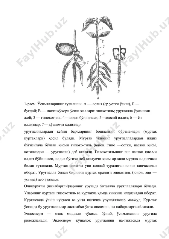 тўқималарида озиқ моддалар тўпланади (қовоқ, ловия, 2-расм, 3 ва бошқалар, 4-расм). муртак эндоспермни ўзлаштириб юборган ҳолларда, унинг вазифаси бирмунча ўзгаради ва (кўпинча уруғпалла-лари ғамлаган) озиқ моддаларни тўплай бошлайди. бундан ташқари ғамлаган озиқмоддалар перисперм (юнон. пери — 4-расм. уруғ хиллари. а — кўкнор, б —буғдой , в — ловия , г— қора мурч; д—адгоз: 1 — уруғ пўсти; 2 — эндосперм; 3 —илдизча; 4 — пояча; 5—куртакча; 6— уругпалла (3—6 — муртак); 7 —мева пўсти; 8—перисперм. атроф; сперма — уруғда ҳам тўпланади. бундай уруғларга қора мурч, лавлаги ва бошқалар мисол бўла олади. перисперм уруғ пўсти остида жойлашган бўлиб, уруғкуртакнинг нуцеллусидан ривожланади. бундай уруғларда муртак жуда ҳам кичкина бўлади, уни ҳамма томондан ғамловчи тўқима ўраб олади. эндосперм ва перисперм муртакка тақалиб тур-гани учун уруғ ўсаётган вақтда, муртак улардаги барча озиқ моддаларни сўриб олади. бинобарин, эндосперм ва перис-пермдаги озиқ моддалар — муртакнинг дастлабки озиғи ва унинг ривожланиши учун асосий заминдир. эндосперм кимёвий тузилиши …