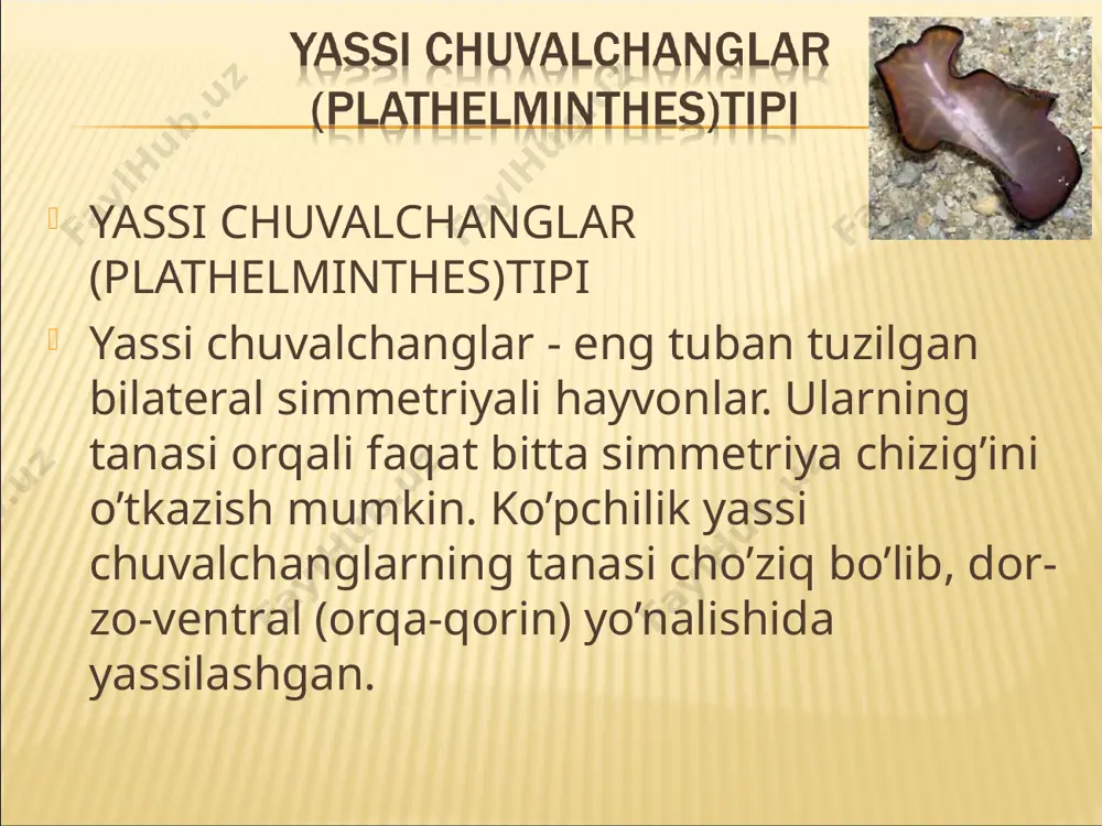digan jinsiy bezlar-dan va jinsiy hujayralarni o’tkazadigan naychalar - jinsiy yo’llardan ibo-rat. qon aylanish va nafas olish sistemalari rivojlanmagan. yassi chuvalchanglar tipiga kiprikli chuvalchanglar, so’rg’ichlilar, monogeneyalar, tasmasimon chuvalchanglar va sestodsimonlar sinfi kiradi. kiprikli chuvalchanglar (turbellaria) sinfi kiprikli chuvalchanglarning tanasi mayda kiprikchalar bilan qoplan-gan cho’ziq bargsimon shaklda bo’ladi. dengiz yoki chuchuk suvlarda erkin yashaydi, ayrim turlari quruqlikda ham uchraydi. teri-muskul xaltasi. kiprikli chuvalchanglarning tana uzunligi bir necha mm dan bir necha sm ga yetadi. ayrim turlari (oq planariya) tanas-ining oldingi qismida paypaslagichga o’xshash kalta o’simtasi bo’ladi (47-rasm). tanasi silindrsimon hujayralardan iborat kiprikli epiteliy bilan qop-langan. ayrim turlarida sitoplazmaning yadro joylashgan qismi parenximasiga chuqur botib kirishi tufayli alohida hujayralar orasidagi chegara yo’qolib ketadi. tana qoplag’ichining bu tipi botib kirgan epiteliy deyiladi. epiteliy hujayralari orasida va parenximada yakka yoki to’p bo’lib, qadah-simon yoki noksimon bezli hujayralar joylashgan. bunday hujayralar teri bezlari deyiladi. shunday hujayralardan bir xili tayoqchasimon rabditlar hayvon ta'sirlanganida tana yuzasiga otilib …