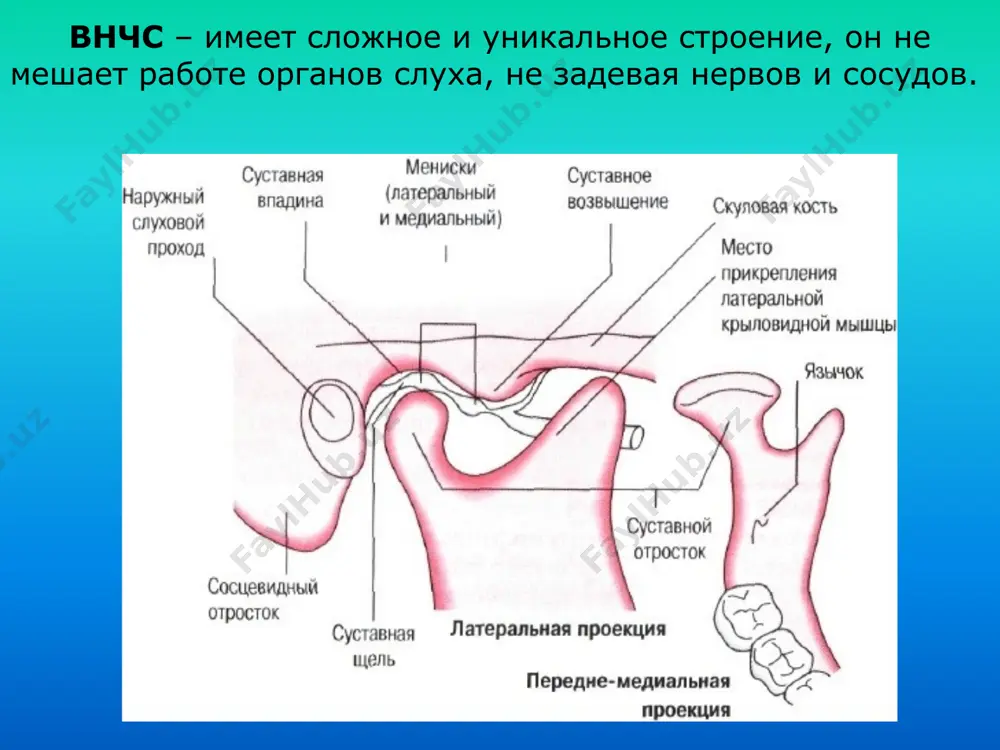 чного аппарата - перерастяжение (в начале за счет эластичности связок - компенсировано). из-за перерастяжения - челюсть совершает большие по амплитуде движения. при максимально открытом рте - выход суставной головки из впадины в положение подвывиха и вывиха. при еде и разговоре пораженный сустав несет повышенную механическую нагрузку - хроническое раздражение элементов сустава. подвывих височно-нижнечелюстного сустава результат изменения высоты прикуса диск вначале перегибается, а затем распрямляется (щелканье или хруст). лечение - повышение прикуса протезированием, создание условий покоя в суставе на 1-2 месяца при помощи временных ортопедических аппаратов или повязок. диагностика вывиха диска вывихи диска при обзорной рентгенографии не выявляются, трудно установить с помощью томографии сустава; трудоемка, сложна и небезопасна артрография. кт внчс, позволяет выявлять состояние и положение диска. по данным американской стоматологической ассоциации дисфункцией внчс в сша страдают около 75 миллионов человек. затраты на лечение уступают только терапии злокачественных опухолей. причины: травма неправильный прикус снижение высоты прикуса вследствие потери зубов, (особенно жевательных) …