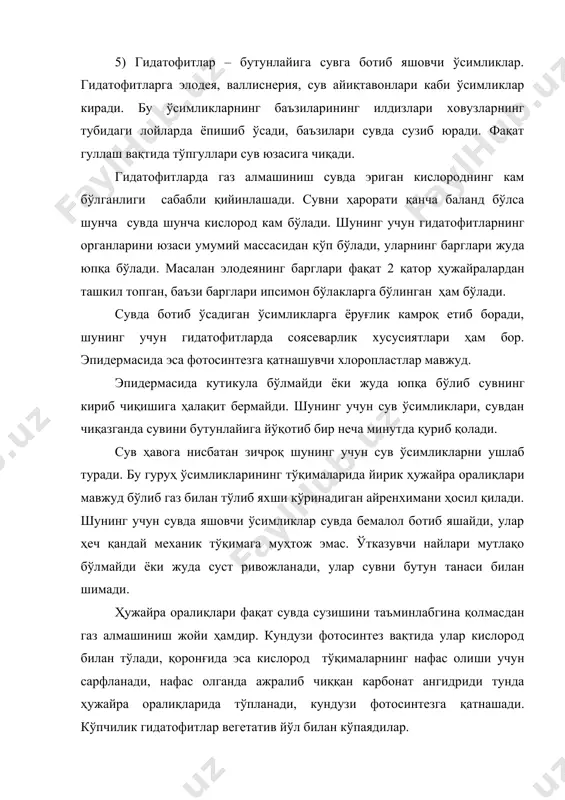 анган. барг япроғида ва бандидаги оғисча ва кенг ҳужайра оралиқларидан кислород илдизпоя ва илдизга боради. гидрофитлар, ҳовузлар атрофида ўсадиган ўсимликлардир (қамиш, шакар қамиши, қирқбўғим). бу ўсимликлар ҳовузлар тубидаги лойларда кўпсонли қўшимча илдизларга эга бўлган илдизпоялари ҳосил қилади. сувнинг юзасига уларнинг барглари ёки баргсиз поялари кўтарилиб чиқади. гидрофитларнинг барча органларида ҳужайра оралиқлари мавжуд бўлиб, сувга ботиб турган органларини кислород билан таминлайди. кўпчилик гидатофитлар шаклланган жойига қараб турили тузилишдаги баргларни ҳосил қилиши мумкин. масалан сувда яшовчи найзабарг ўсимлигининг сув устига чиқиб турган барг пластинкалари найзасимон шаклда бўлиб мезофиллида палисад ҳужайралар яхши ривожланган, барг пластинкасида ва бандида ҳаво бўшлиғи бўлади. сувга ботган баргларда баргпластинкаси ва баргбанди ривожланмасдан уни ўрнига ингичка лентасимон ўсимталар пайдо бўлиб, ички тузилиши гидатофит ўсимликлар барглари тузилишга ўхшаш бўлади. хуллас битта ўсимликда оралиқ шаклдаги баргларни ҳам учратиш мумкин. гигрофитлар. бу гуруҳ ўсимликлар нам етарли бўлган ерларда ўсади яъни ботқоқларда, зах, ўрмонларда. бу ўсимликлар сувга муҳтож эмас. шунинг учун уларда транспирациянинг …