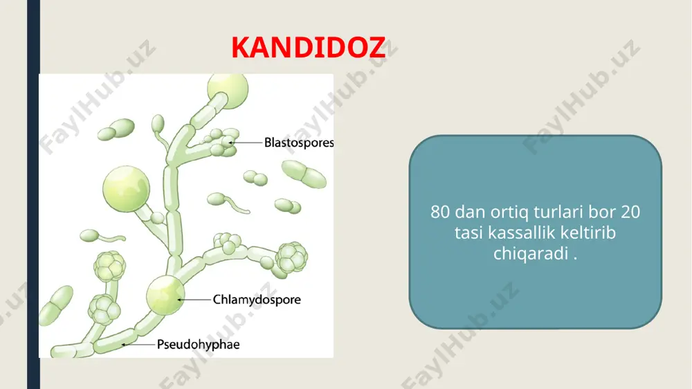kandidoz - Page 2