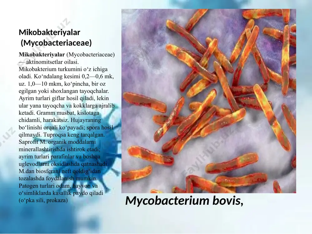 ga qarshi preparatlar, aminoglikozidlar;m uchun. kansasii : silga qarshi antibiotiklar, makrolidlar, sulfanilamidlar, aminoglikozidlar, ftorxinolonlar;m uchun. ksenopi : ansamitsinlar, makrolidlar, ftorxinolonlar, aminoglikozidlar;m uchun. fortuitum : ftorxinolonlar, sulfanilamidlar, makrolidlar, aminoglikozidlar, sefalosporinlar;m uchun. fortuitum , m. _ abscessus : tetratsiklinlar, karbapenemlar va boshqalar.patogenetik va simptomatik terapiya chekishni to‘xtatish, yaxshi ovqatlanish tavsiya etiladi. patogenetik davolash bronkodilatatorlarni tayinlashni o‘z ichiga oladi (ichkarida, inhaliyalar , nebulizer terapiyasi), mukoaktiv, immunotropik preparatlar. 4/27/2024 9 o‘pka mikobakteriozini davolash jarrohlik qilinishi o‘pka mikobakteriozini davolash jarrohlik qilinishi jarrohlik nafas olish yo‘llarini radikal sanitariya qilish mumkin bo‘lmasa, o‘pkada doimiy morfologik o‘zgarishlar mavjudligi mikobakteriozni davolashning jarrohlik usullari haqida savol tug‘diradi. o‘pka rezektsiyasining hajmi o‘zgaruvchan bo‘lishi mumkin: xanjar eksiziyasi , segment va lobektomiyadan pnevmonektomiya va plevropnevmonektomiyagacha. operatsiyadan oldingi va operatsiyadan keyingi mikroblarga qarshi kimyoterapiya majburiydir. davolashni tugatgandan so‘ng, bir yil davomida mikrobiologik va radiologik nazorat tavsiya etiladi[ 4/27/2024 10 dunyo boʻylab tarqalishi: oʻpka kasalligi, kran suvida va boshqa suv manbalarida uchraydi tatuirovka, jarohat yoki …