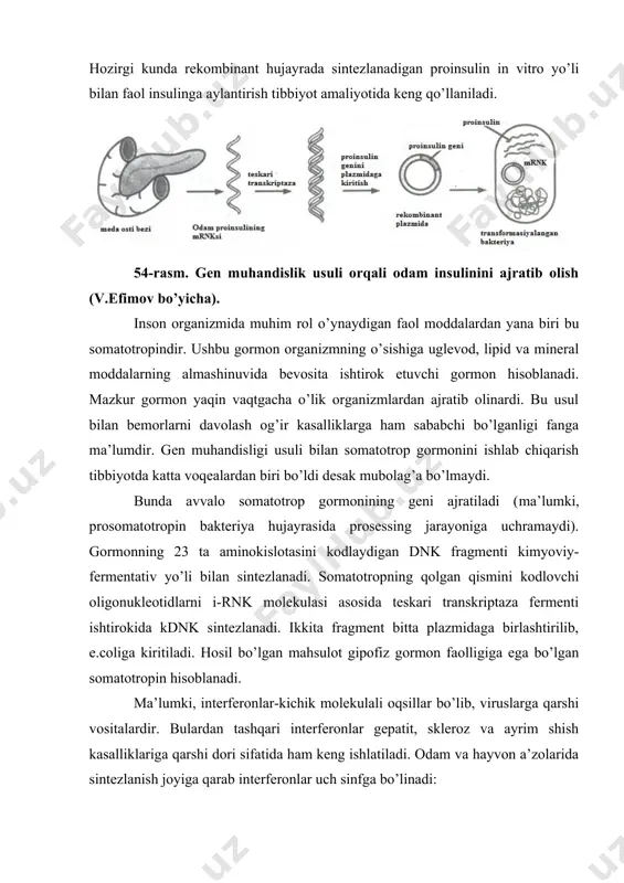 ealardan biri bo’ldi desak mubolag’a bo’lmaydi. bunda avvalo somatotrop gormonining geni ajratiladi (ma’lumki, prosomatotropin bakteriya hujayrasida prosessing jarayoniga uchramaydi). gormonning 23 ta aminokislotasini kodlaydigan dnk fragmenti kimyoviy-fermentativ yo’li bilan sintezlanadi. somatotropning qolgan qismini kodlovchi oligonukleotidlarni i-rnk molekulasi asosida teskari transkriptaza fermenti ishtirokida kdnk sintezlanadi. ikkita fragment bitta plazmidaga birlashtirilib, e.coliga kiritiladi. hosil bo’lgan mahsulot gipofiz gormon faolligiga ega bo’lgan somatotropin hisoblanadi. ma’lumki, interferonlar-kichik molekulali oqsillar bo’lib, viruslarga qarshi vositalardir. bulardan tashqari interferonlar gepatit, skleroz va ayrim shish kasalliklariga qarshi dori sifatida ham keng ishlatiladi. odam va hayvon a’zolarida sintezlanish joyiga qarab interferonlar uch sinfga bo’linadi: leykositlardagi α-interferon, fibroblastlardan olinadigan β-interferon va timus tarkibidagi γ-interferon. α-interferon oddiy oqsil hisoblanadi, β- va γ- oqsillari glikolizlangan bo’ladi. interferonlar virusli infeksiyani davolashda eng yaxshi dori hisblanadi. mazkur oqsil tur spetsifikligiga ega bo’lib, faqat odam hujayrasidan olinadi. interferonni hujayradan ajratish qiyin va juda kam miqdorda ajraladi. shuning uchun ushbu moddani gen muhandisligi orqali olish samarali …
