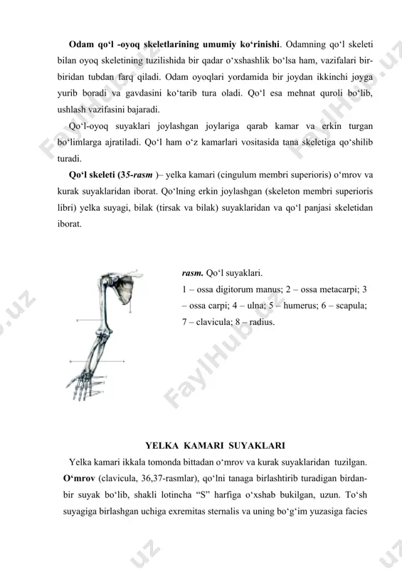 ilib turadi. o‘mrov suyagining o‘rta qismida tanasi (corpus claviculae) deyiladi. tana pastida konussimon do‘mboqcha – tuberculum conoideum va trapetsiyasimon chiziq – linea trapesoidea joylashgan. o‘mrov suyagining suyaklanishi embrion 6 haftaligida boshlanib, bola 16–18 yoshga borganda qo‘shimcha suyaklanish nuqtasi (to‘sh suyagiga qaragan uchi)da paydo bo‘ladi. o‘mrov suyagining suyaklanish davri 20–25 yoshlarga borib tugaydi. kurak (scapula, 37-rasm) suyagi yassi, uchburchak shaklida bo‘lib, ko‘krak qafasining orqa tomonidan ii–vii qovurg‘alar tashqi sohasida turadi. kurakning uchta chekkasi tafovut qilinadi: umurtqa pog‘onasiga qaragan medial chekkasi (margo medialis), qo‘ltiqqa qaragan lateral chekkasi (margo lateralis) va yuqori kalta chekkasi (margo superior). yuqori chekkasida kurak o‘ymasi (incisura scapulae) rasm. kurak suyagi (scapula). orqa yuzasi. 1 – angulus inferior; 2 – margo lateralis; 3 – fossa infraspinata; 4 – angulus lateralis; 5 – acromion; 6 – processus coracoideus; 7 – incisura scapulae; 8 – margo superior; 9 – spina scapulae; 10 – fossa supraspinata; 11 – angulus superior; 12 – …