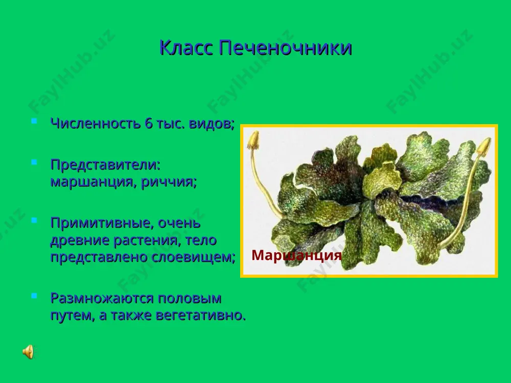 моховидные растения - Page 5