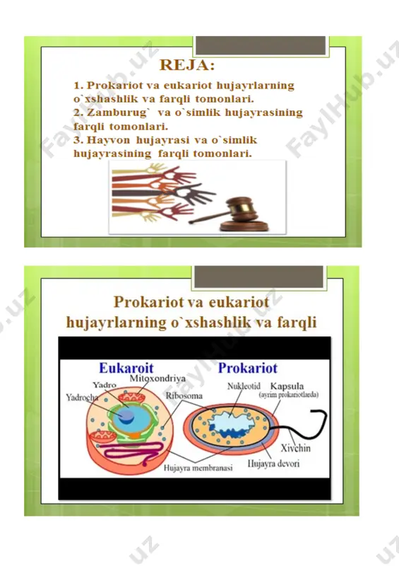 prokariot va eukariot hujayralar - Page 5