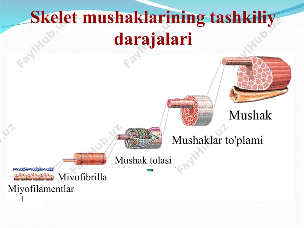 arakat turlarini - sakrash, yugurish, otish, muvozanatni rivojlantirish bilan o'zaro bog'liqdir. bolaning o'sishi bilan bosh suyagining alohida suyaklari birlashadi va nihoyat shakllanadi. 3-4 yoshga kelib, oksipital suyakning birlashishi tugaydi. to'rt yoshga kelib, chakka suyagi ham o'z shakliga ega bo'ladi va suyaklararo choklarning shakllanishi tugallanadi. bosh suyagining hajmi o'sishda davom etadi va uch yoshga kelib kattalar bosh suyagi hajmining 80% ga etadi. suyaklarning o'sishi va rivojlanishi asosan mushaklarning ishi bilan bog'liq. kichik maktabgacha yoshdagi bolalarda mushak tonusi (elastiklik) hali ham etarli emas. bu yoshda katta muskullar o'zlarining rivojlanishida kichik mushaklardan ustun turadi. shuning uchun bolalarning butun qo'lini (mashinani, to'pni va boshqalarni) siljitishlari osonroq. bolaning yurak-qon tomir tizimi nafas olish tizimi bilan solishtirganda, o'sib borayotgan organizmning ehtiyojlariga yaxshiroq moslashgan. biroq, bolaning yuragi faqat mumkin bo'lgan stress sharoitida yaxshi ishlaydi. 3-4 yoshli bolalarning jismoniy rivojlanish ko'rsatkichlari: - oyoq barmoqlari va poshnalarida yuradi, katta va kichik qadamlar tashlay oladi; - yurish va chopish, lekin …